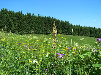Wanderung zur Bergwiesenblüte.